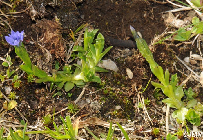 Gentiana prostrata