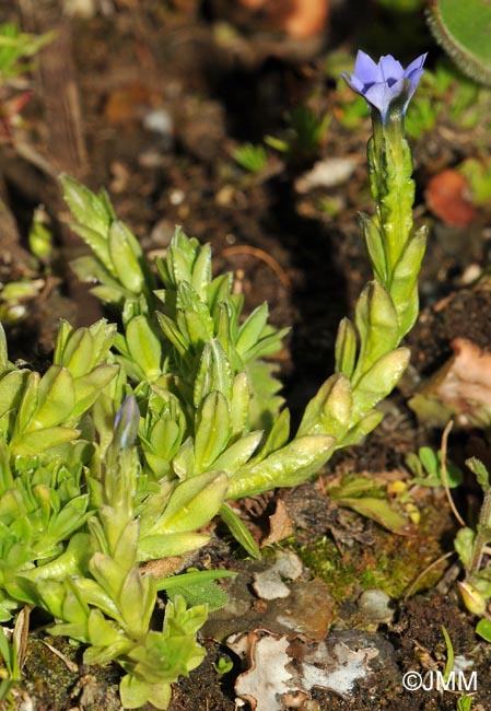 Gentiana prostrata