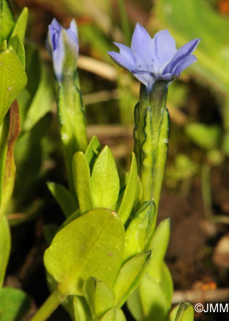 Gentiana prostrata