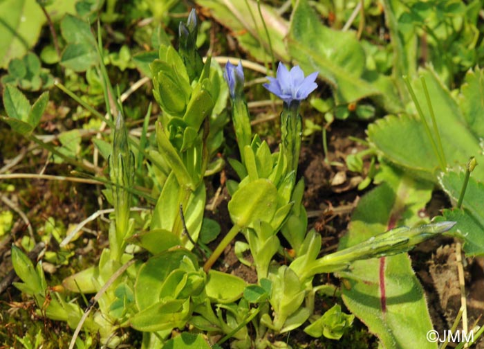 Gentiana prostrata