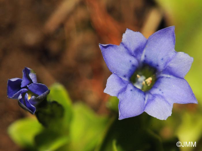 Gentiana prostrata