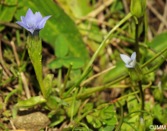 Gentiana prostrata et Gentianella tenella