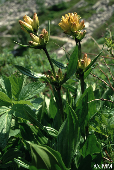 Gentiana punctata