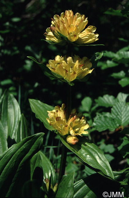 Gentiana punctata