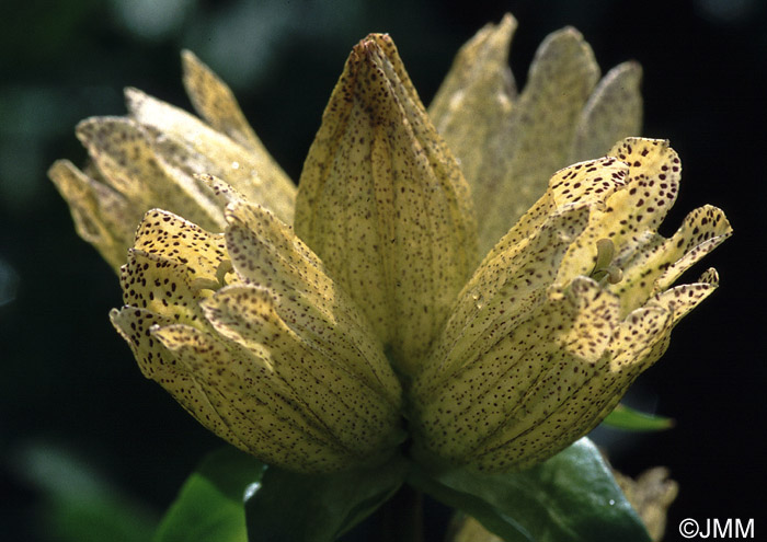 Gentiana punctata