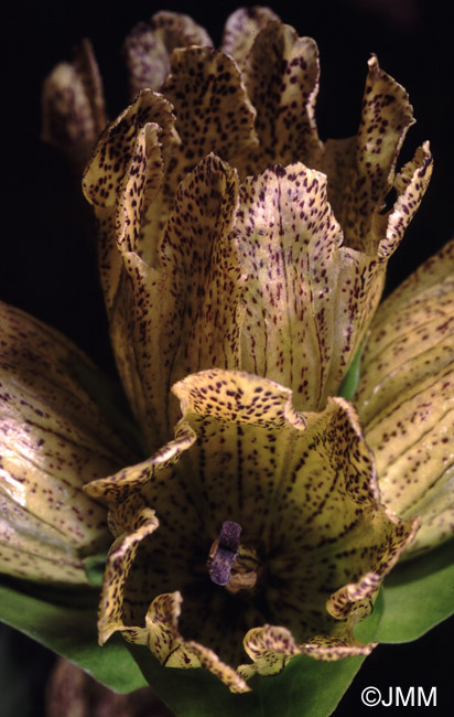 Gentiana punctata