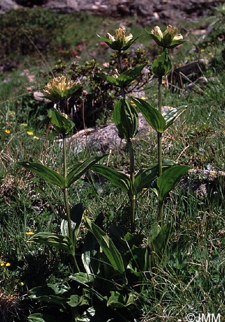 Gentiana punctata