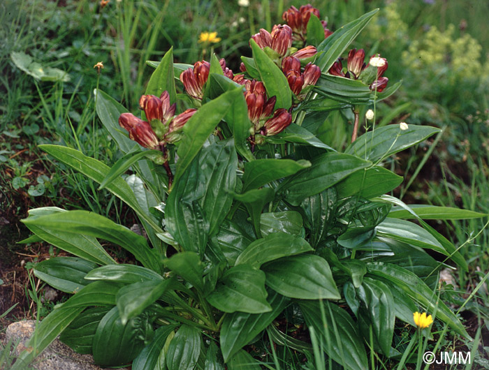 Gentiana purpurea