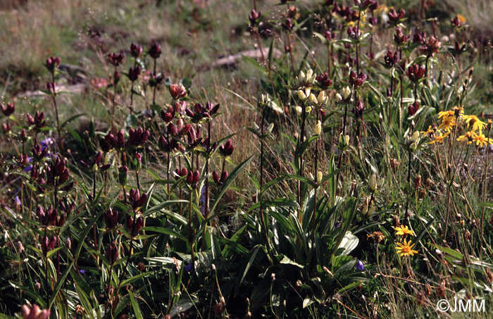 Gentiana purpurea et sa f. lutea