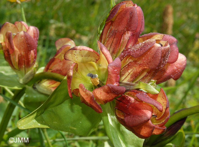 Gentiana purpurea