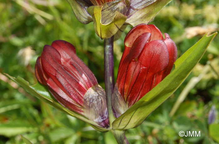 Gentiana purpurea