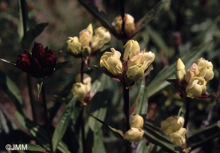 Gentiana purpurea f. lutea