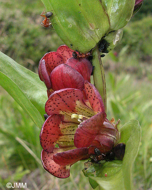 Gentiana purpurea