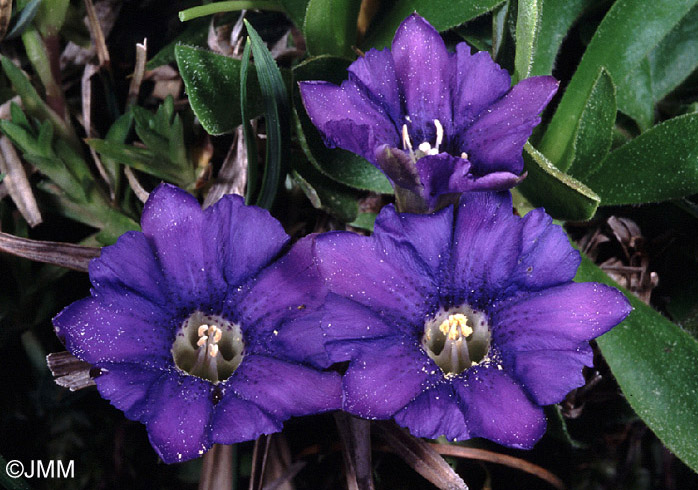 Gentiana pyrenaica