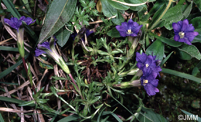 Gentiana pyrenaica