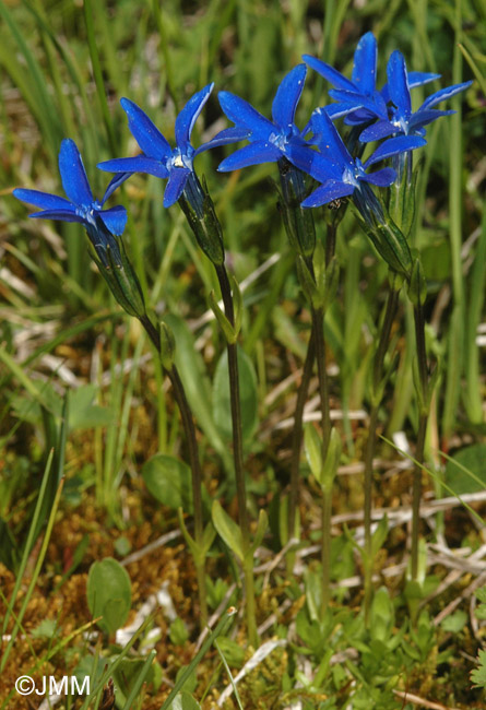 Gentiana rostanii