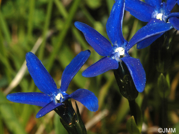 Gentiana rostanii