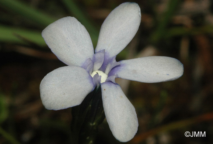 Gentiana rostanii f. claire