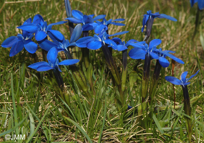 Gentiana rostanii