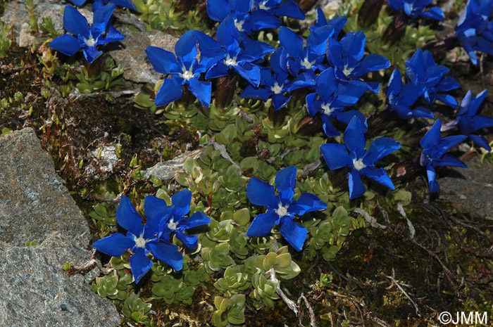 Gentiana schleicheri