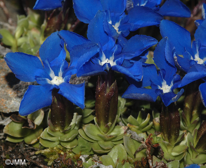 Gentiana schleicheri