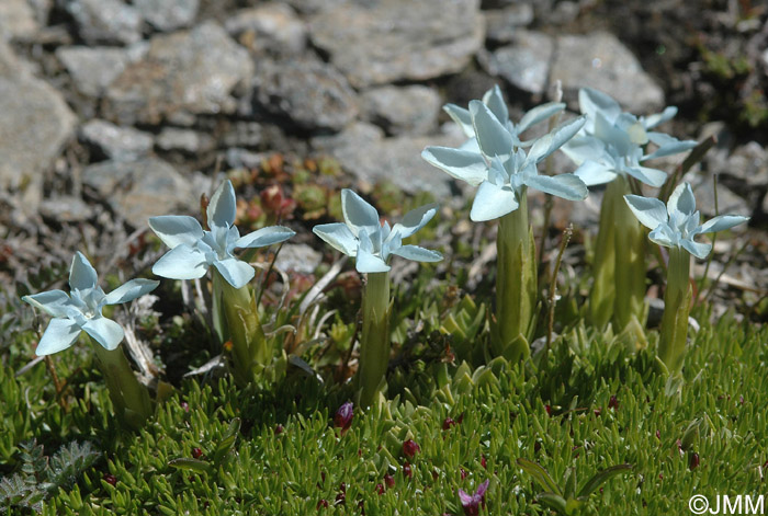 Gentiana schleicheri f. ple