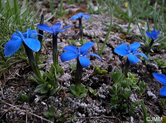 Gentiana schleicheri