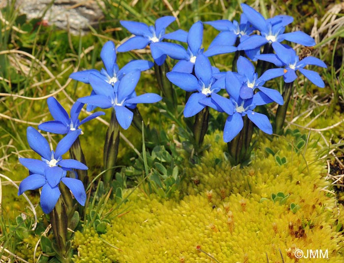 Gentiana sierrae