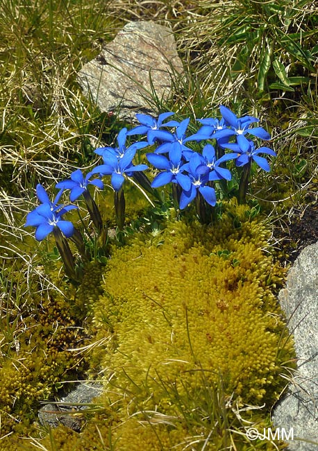 Gentiana sierrae