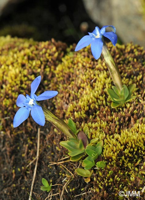 Gentiana sierrae