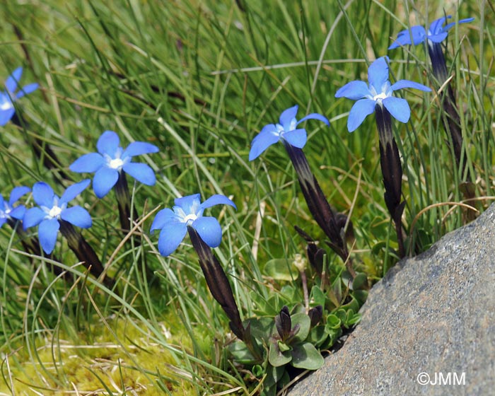 Gentiana sierrae