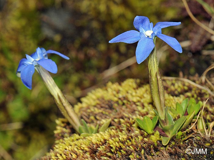 Gentiana sierrae