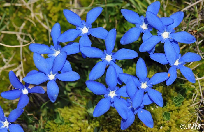 Gentiana sierrae