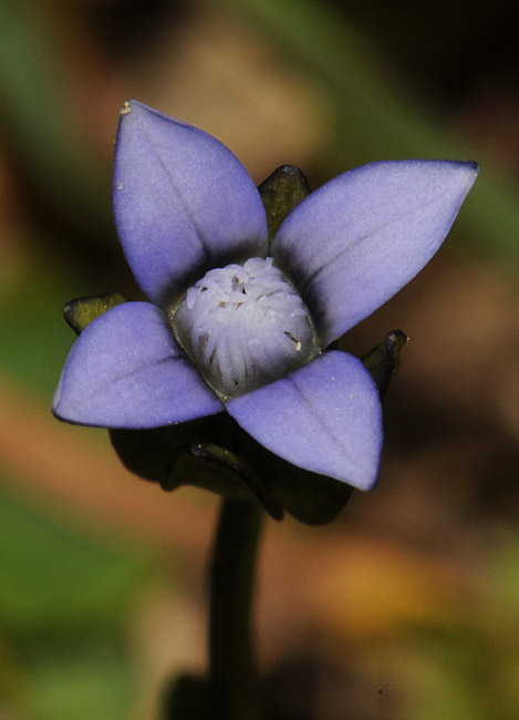 Gentianella tenella