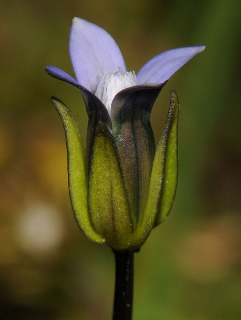 Gentianella tenella