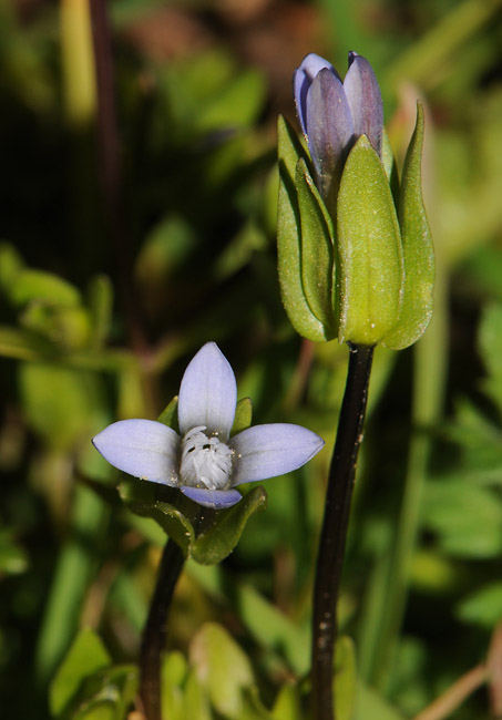 Gentianella tenella