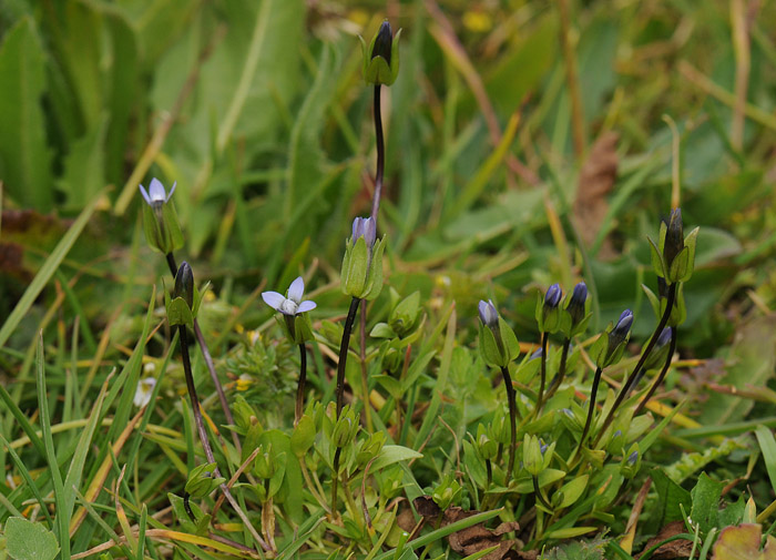 Gentianella tenella