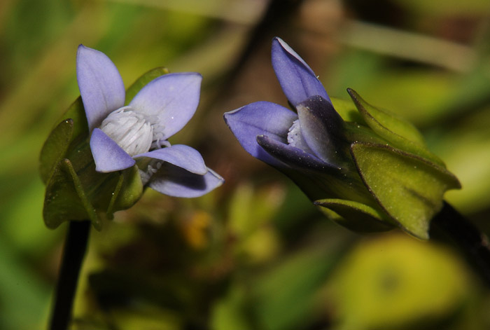 Gentianella tenella