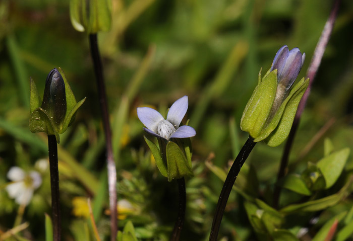 Gentianella tenella