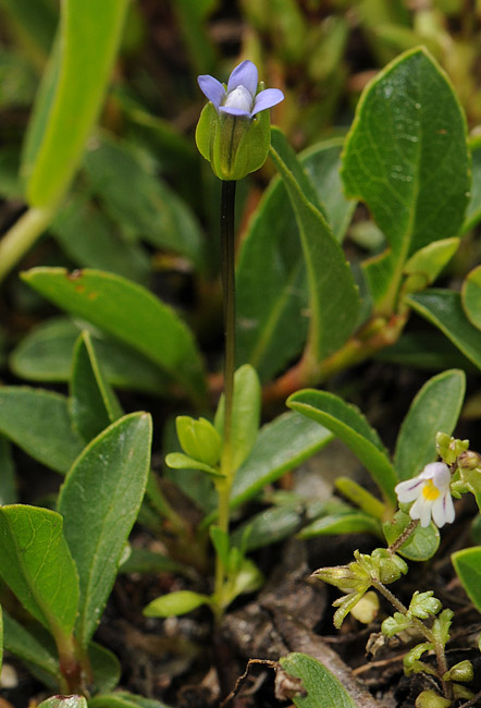 Gentianella tenella