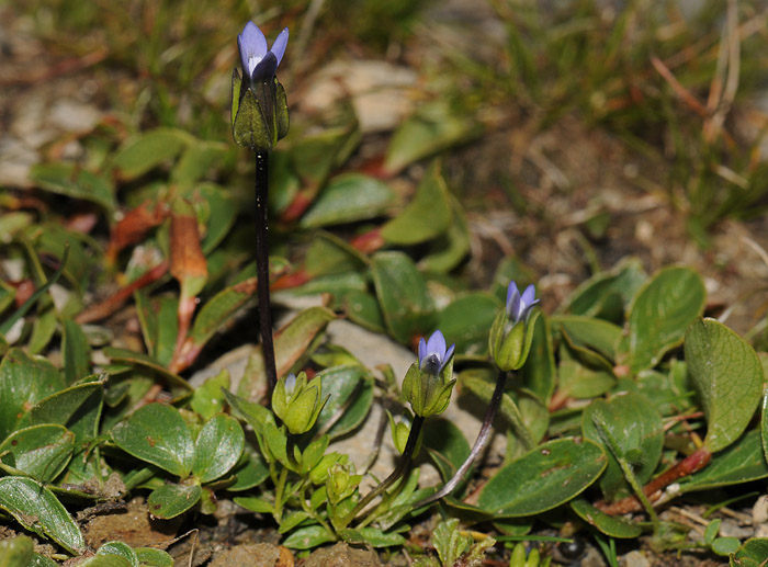 Gentianella tenella