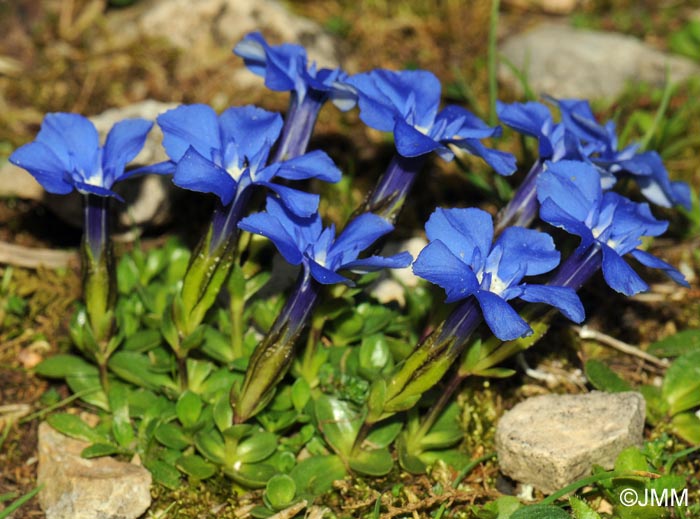 Gentiana terglouensis