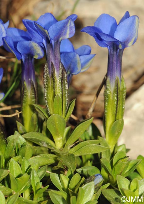 Gentiana terglouensis