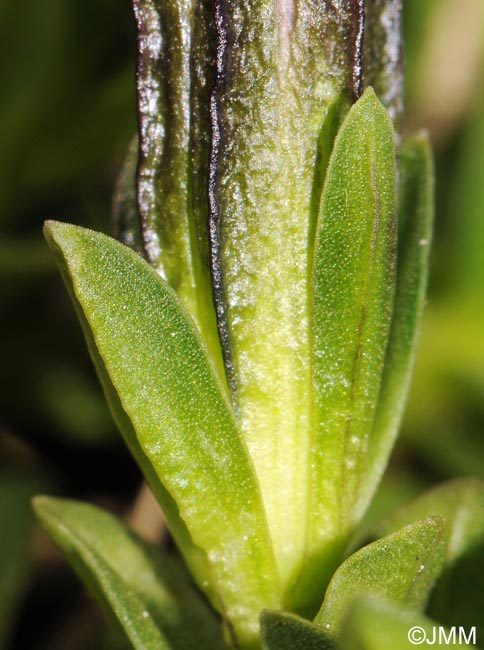 Gentiana terglouensis