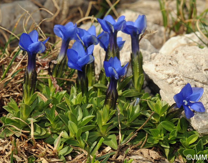 Gentiana terglouensis