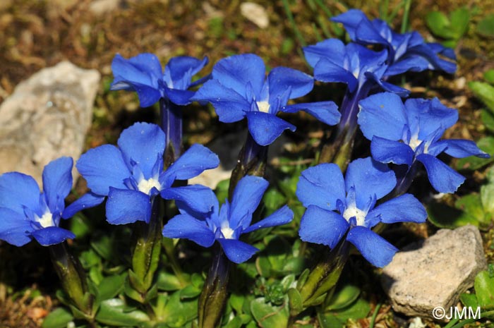 Gentiana terglouensis