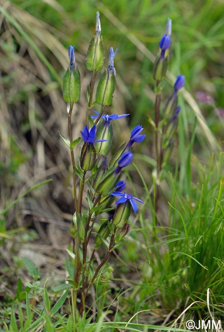 Gentiana utriculosa