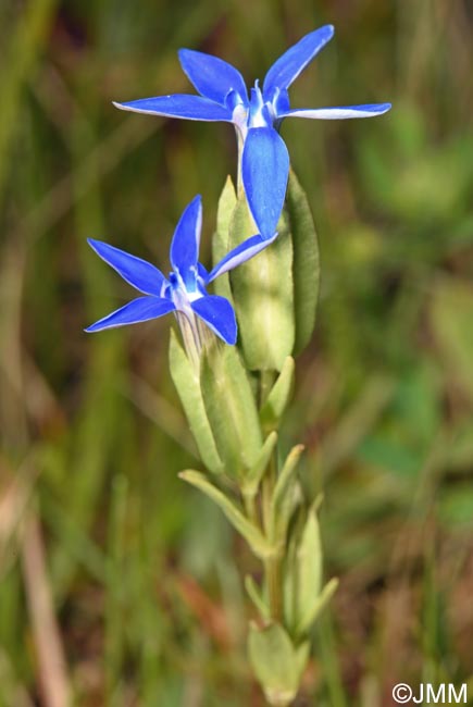 Gentiana utriculosa