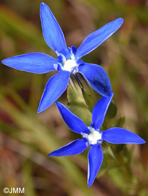 Gentiana utriculosa