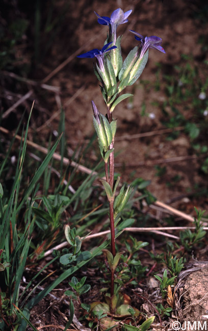 Gentiana utriculosa